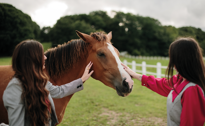 coachen met paarden opleiding